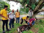 Fraksi Golkar DPRD Kampar Sembelih Empat Hewan Kurban untuk Warga