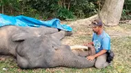 Gangguan Pencernaan, Gajah Sumatera Diego Mati di PLG Minas Riau