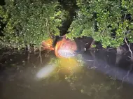 Gempar! Ikan Paus 4 Ton Terdampar di Hutan Mangrove Mandah Inhil