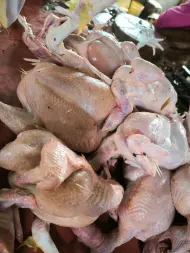 Harga Ayam Potong Melambung Tinggi, Pemko Pekanbaru Panggil Produsen
