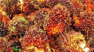Thumbnail Harga TBS Sawit Mitra Swadaya Riau Naik, Tembus Rp3.781/Kg