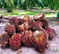 Thumbnail Harga TBS Sawit Swadaya Riau Turun Jadi Rp3.874 per Kg