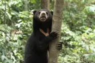 Thumbnail Heboh! Warga Kerumutan Pelalawan Cemas Beruang Liar Berkeliaran di Area Pemukiman