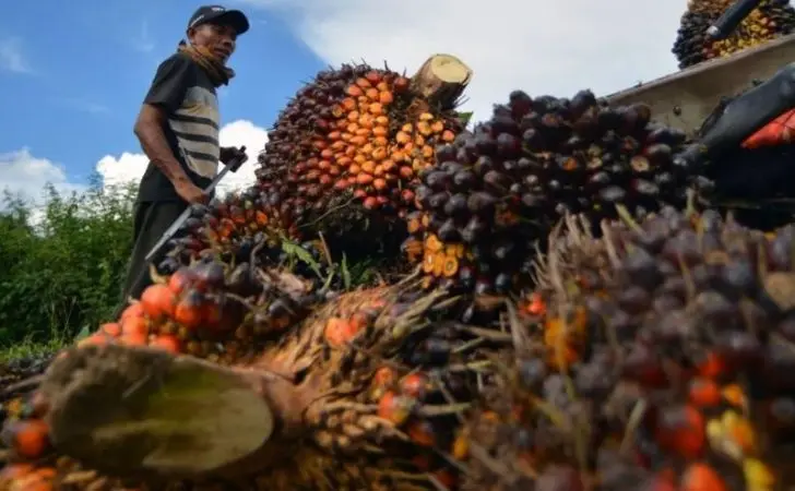 Kabar Kurang Sedap, Harga TBS Sawit Swadaya Riau Turun Jadi Rp3.733/Kg