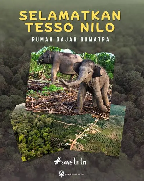 Kemenhut RI Tegaskan TN Tesso Nilo Sudah Clear dan Bukti Dokumen Lengkap