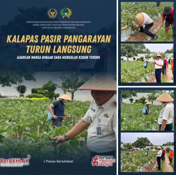 Keren! Tak Canggung Masuk Kebun, Kalapas Pasir Pangarayan Garap Kebun Terong Bareng Warga Binaan