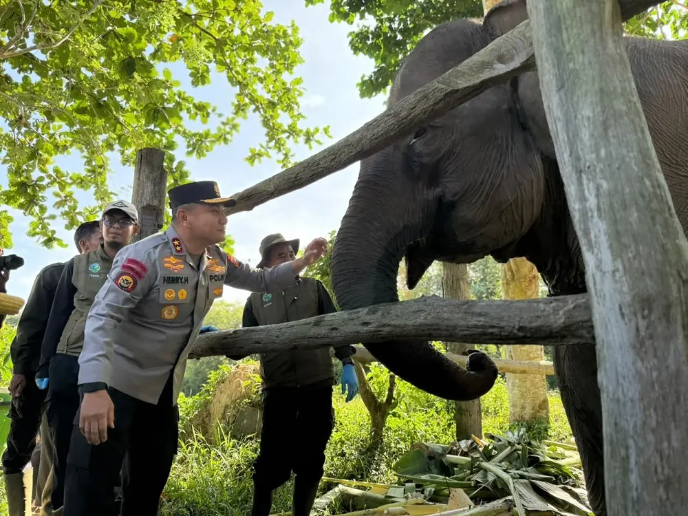 Kisah Lahirnya Nona Seroja, si Bayi Gajah Penolak Punah dan Keharuan Kapolda Riau Serta Menteri Kehutanan