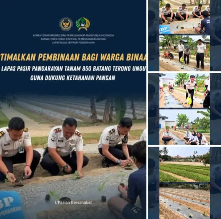 Lapas Pasir Pangarayan Latih Warga Binaan Budidaya 850 Terong Ungu