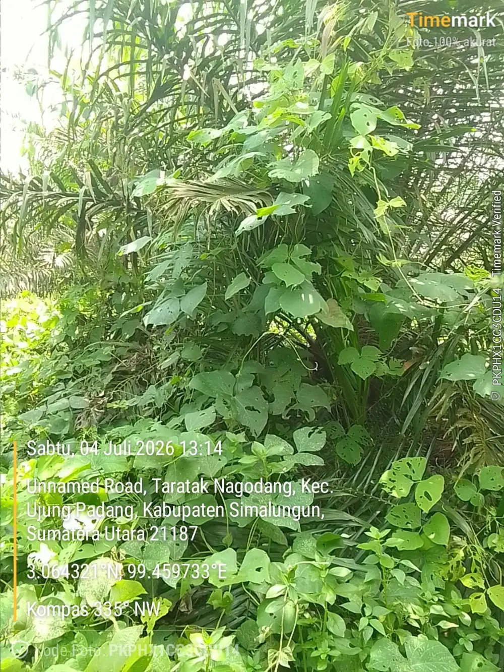 MPPN Soroti Dugaan Pembiaran TBM di Kebun Padang Matinggi,  Siap Aksi di Kejati Sumut