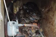 Thumbnail Ngeri! Dinas Kebudayaan Riau Ada Ular Piton Besar, Untung Ada Damkar DPKP Pekanbaru