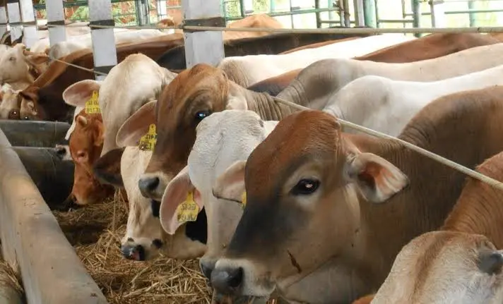 Pemprov Riau Lelang 50 Ekor Sapi, Syarat Peserta Lelang KTP dan NPWP, Hubungi Nomor ini