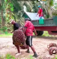 Petani Full Senyum, Harga Sawit di Riau Tembus Rp3.878/Kg