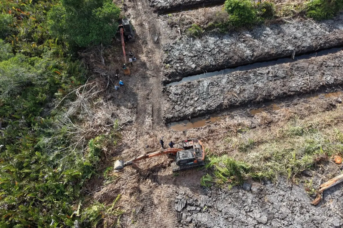 Polda Riau Selidiki Dugaan Perusakan 100 Hektare Hutan Mangrove di Rohil, Dir Reskrimsus: Akan Kami Usut Tuntas!