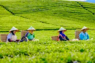 PTPN IV PalmCo Borong 14 Gelar di National Tea Competition 2026