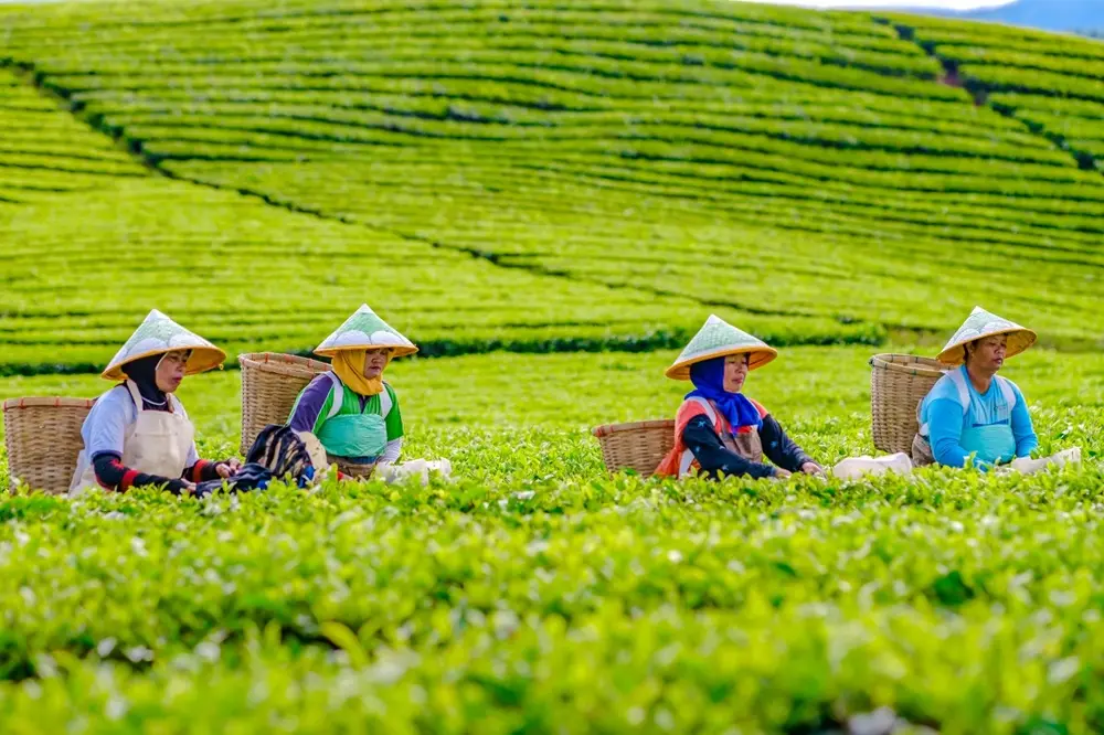 PTPN IV PalmCo Borong 14 Gelar di National Tea Competition 2026