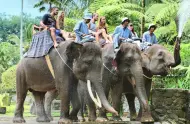 Resmi! Pemerintah Tegas Melarang Wisata Tunggangi Gajah di Seluruh Indonesia