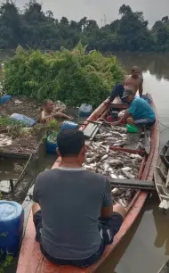 Ribuan Ikan Mati di Sungai Tapung Kanan, DPRD Kampar Desak Cabut Izin Perusahaan Pencemar