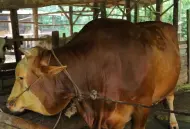 Thumbnail Sapi Raksasa 907 Kg Asal Rumbai Disiapkan Jadi Hewan Kurban Bantuan Presiden di Riau