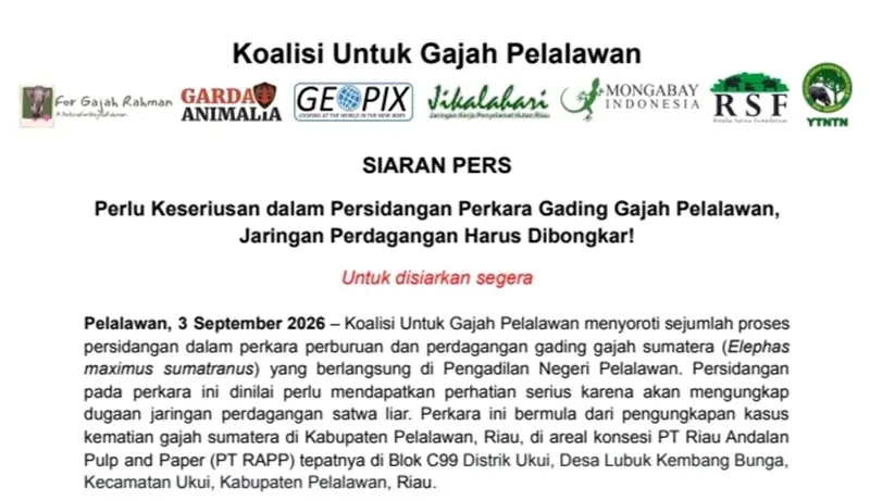 Koalisi Minta PN Pelalawan Serius Adili Sindikat Gading Gajah: Jaringan Perdagangan Harus Dibongkar!