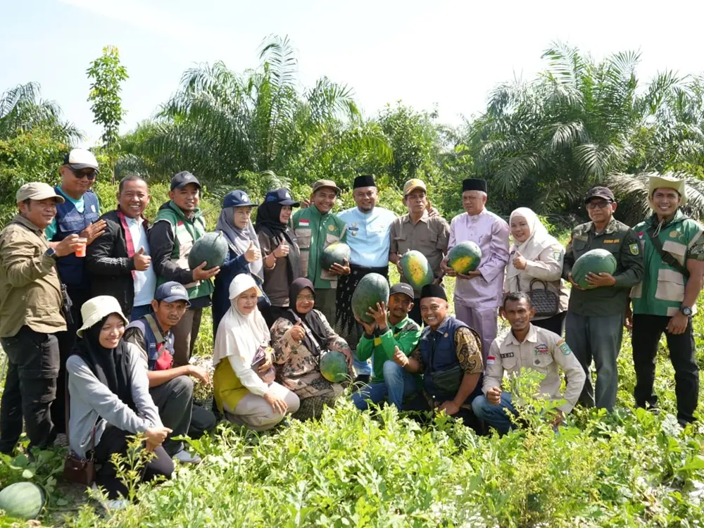 Sulap Lahan Tidur Jadi Cuan, BUMKam Kota Ringin Panen 30 Ton Semangka di Mempura