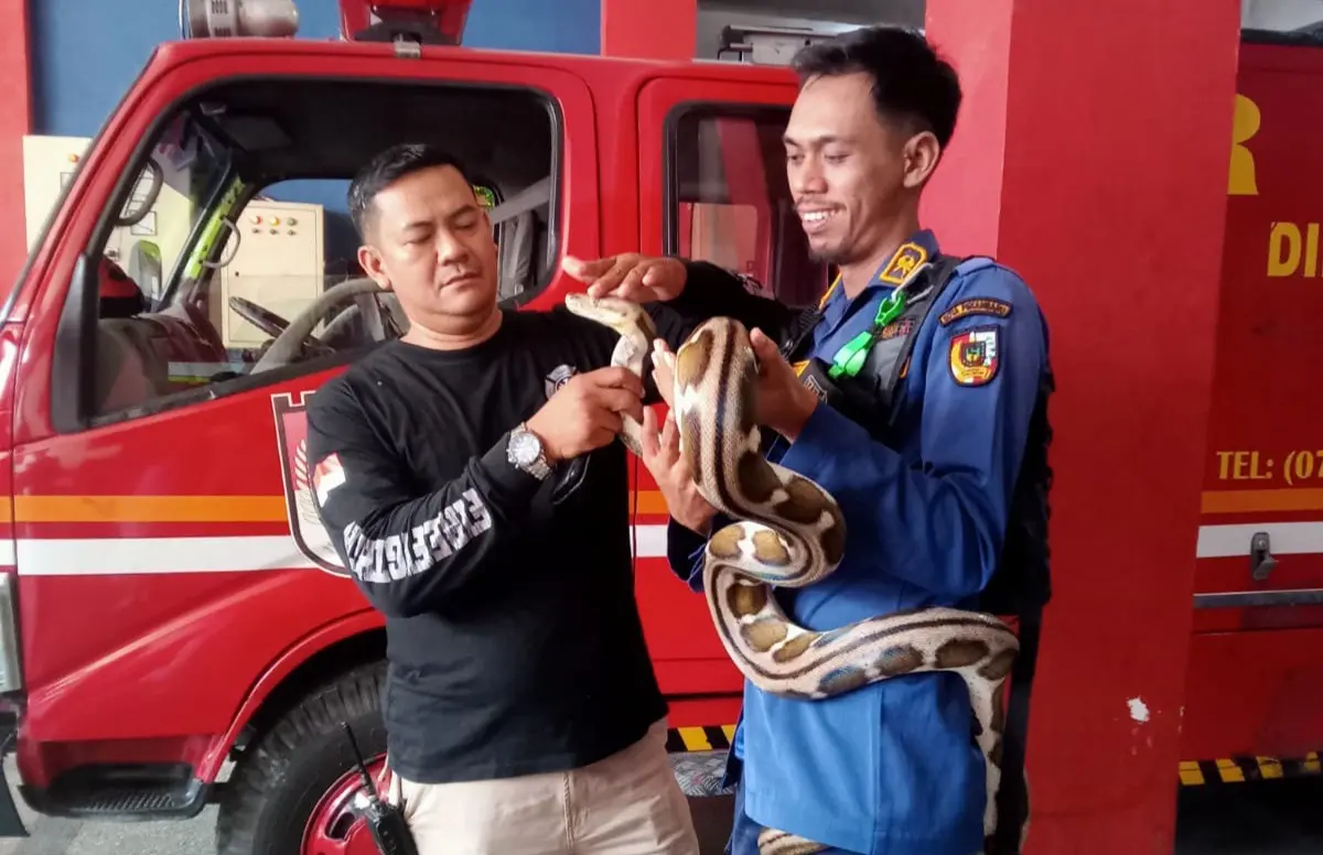 Tak Hanya Padamkan Api, Tugas Damkar Juga Evakuasi Ular dan Cincin di Kelamin Pria