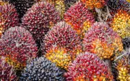 TBS Sawit Swadaya Riau Umur 9 Tahun Naik Rp3.936 per Kg
