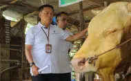 Tenayan Raya Jadi Pemasok Terbesar, Stok Sapi Kurban di Pekanbaru Tembus 3.500 Ekor