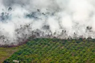 Thumbnail Terkait Karhutla, Otoritas Singapura Panggil 8 CEO Perusahaan Sawit, 5 Perusahaan Ada di Riau, Ini Daftarnya