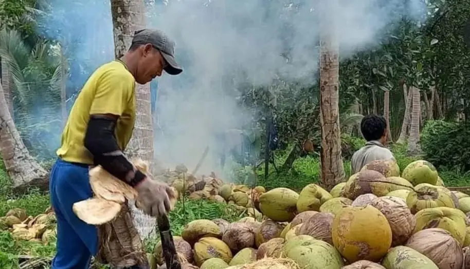 Ternyata ini Penyebab Harga Kelapa di Inhil Merosot Tajam, Petani Diharap Bersabar