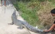 Teror Monyet Belum Usai, Warga Inhil Digemparkan Teror "Buaya Darat" Masuk Pemukiman