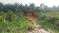 Viral Di Medsos Harimau Muncul di Pasir Putih Kampar, BBKSDA: Setelah Dicek Dipastikan Hoaks