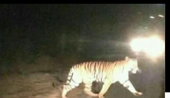 Teror Harimau, Sejumlah Sekolah di Lubuk Dalam Siak Diliburkan