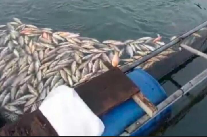 Ratusan Ribu Ton Ikan Mati di Waduk PLTA Koto Panjang