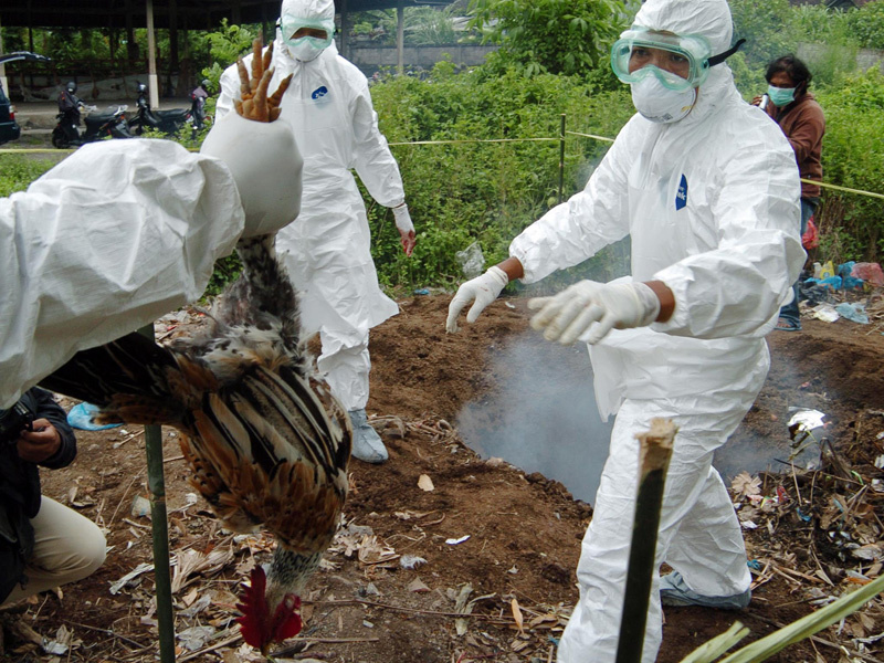 Flu Burung Mewabah di Kampar, PJ Walikota Pekanbaru Minta Warga Berhati-hati