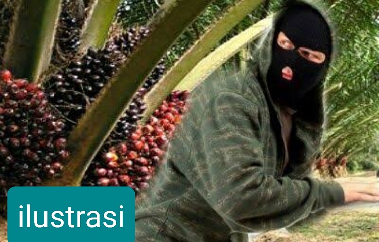 Petani di Kulim Mengeluh Selalu Kehilangan Buah Sawit: Masak Mentah Dibabat