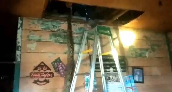 Mengerikan !  Ular Sanca Sepanjang 4 Meter Bersarang di Rumah Warga Senapelan Pekanbaru