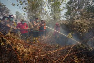 Setelah Shalat Minta Turun Hujan, Gubri Ikut Padamkan Api