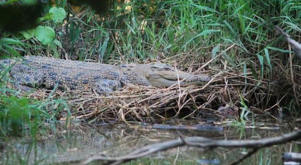 Cari Udang, Warga Meranti Tewas Diduga Diterkam Buaya