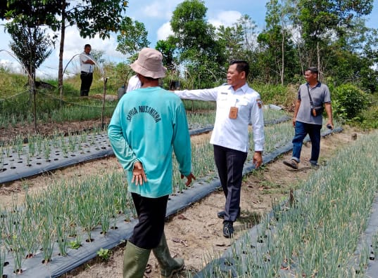 Musim Kemarau, Petani di Pekanbaru Diminta Tunda Tanam