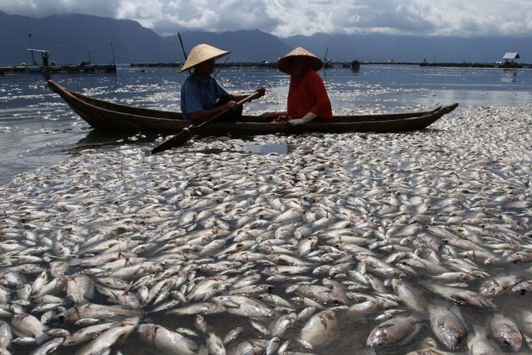 Kekurangan Oksigen, 15 Ton Ikan Mati di Danau Maninjau Sumatera Barat