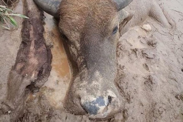 Gara-gara Ngorok, Kerbau Terpaksa Dijual Cuma Rp 4 Juta/Ekor