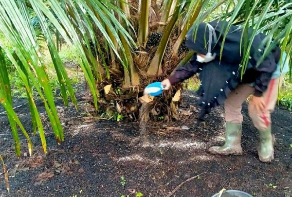 Hebat, Pemkab Pelalawan Programkan Pupuk Gratis Untuk Petani Sawit