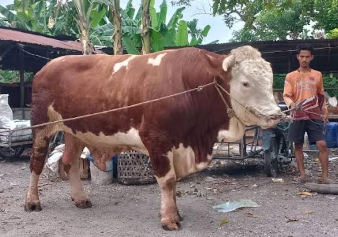 Berat Hampir 1 Ton, Sapi Peternak Inhu Terpilih Jadi Sapi Qurban Bantuan Presiden Jokowi