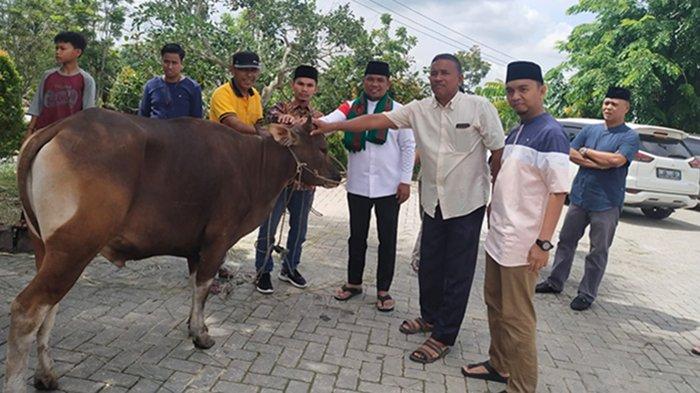 Disembelih Besok, Pemkab Pelalawan Berkurban 9 Ekor Sapi