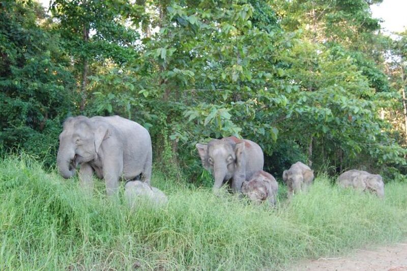 Kawanan Gajah Rusak Kebun dan Rumah Warga di Palas Rumbai