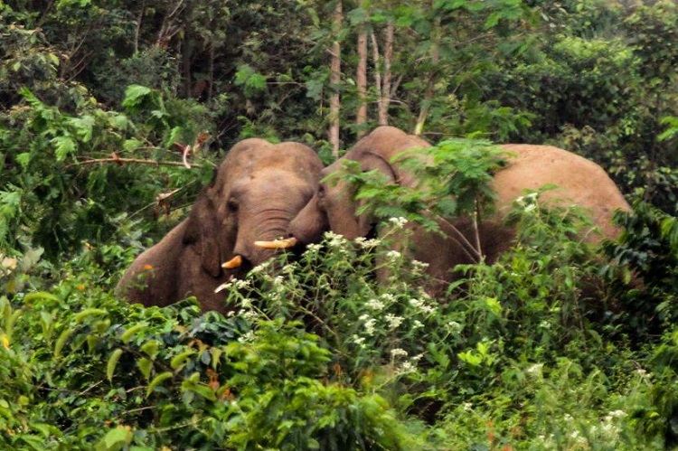Pakai Mercun, Gajah Berhasil Digiring Menjauh dari Pekanbaru
