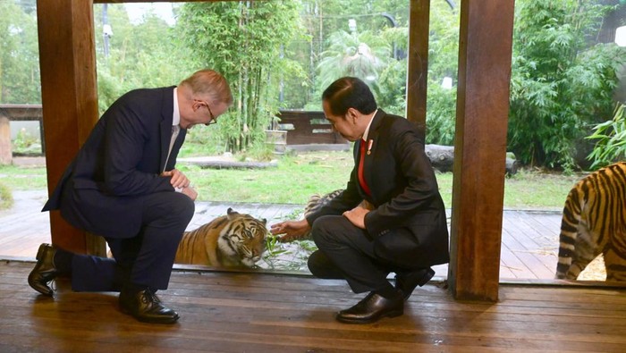 Presiden Jokowi dan PM Australia Didekati Harimau Sumatera di Sydney