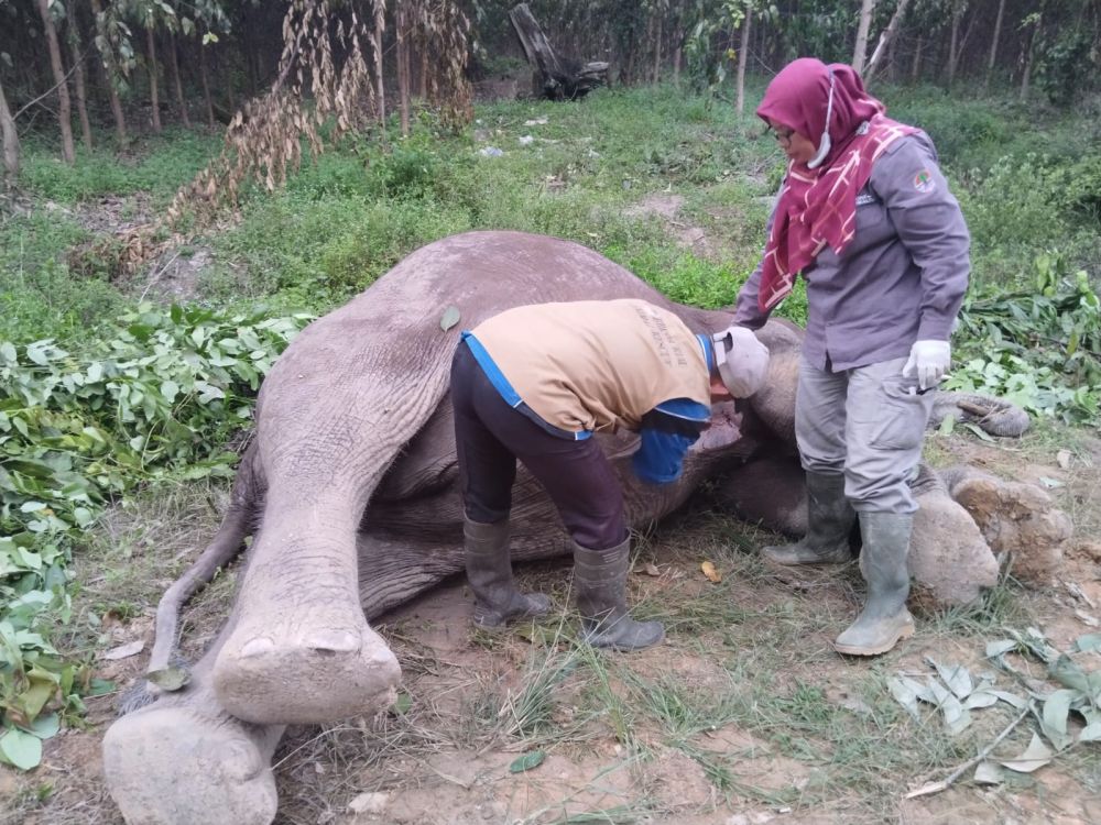 Diduga Diracun, Seekor Gajah Liar Mati di Taman Nasional Tesso Nilo