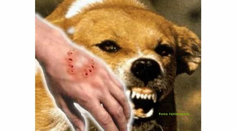 Diskes Pekanbaru Beri Vaksin Gratis Bagi Warga Terkena Rabies