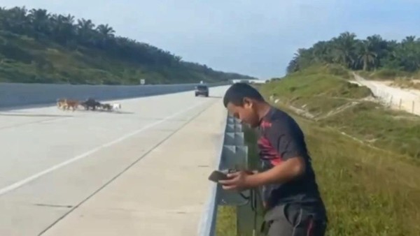 Viral di Medsos Tol Pekanbaru-Bangkinang Jadi Arena Buru Babi, Hutama Karya Minta Maaf